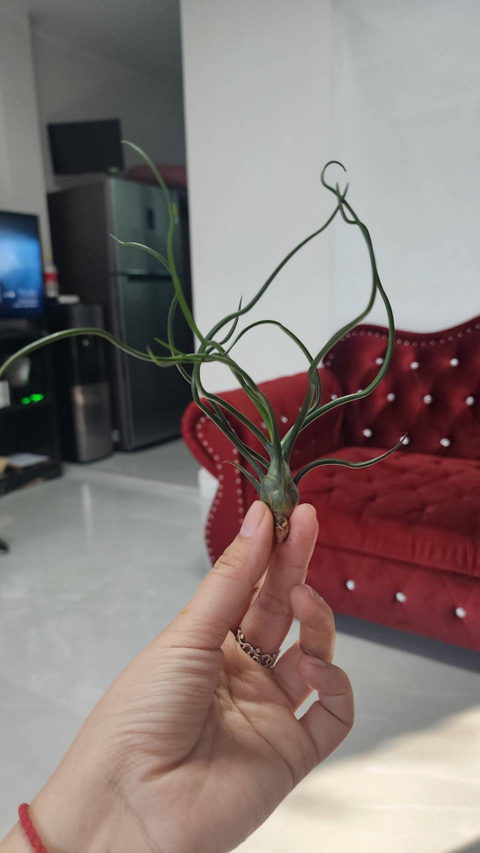 Tillandsia Bulbosa Tissue Culture Plants 10 PCS.