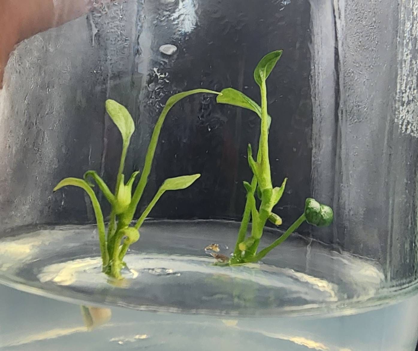 Anthurium Vittarifolium Tissue Culture Plants 10 PCS