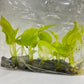 Philodendron Bipinnatifidum (Selloum Gold) Tissue Culture Plants 5 PCS.