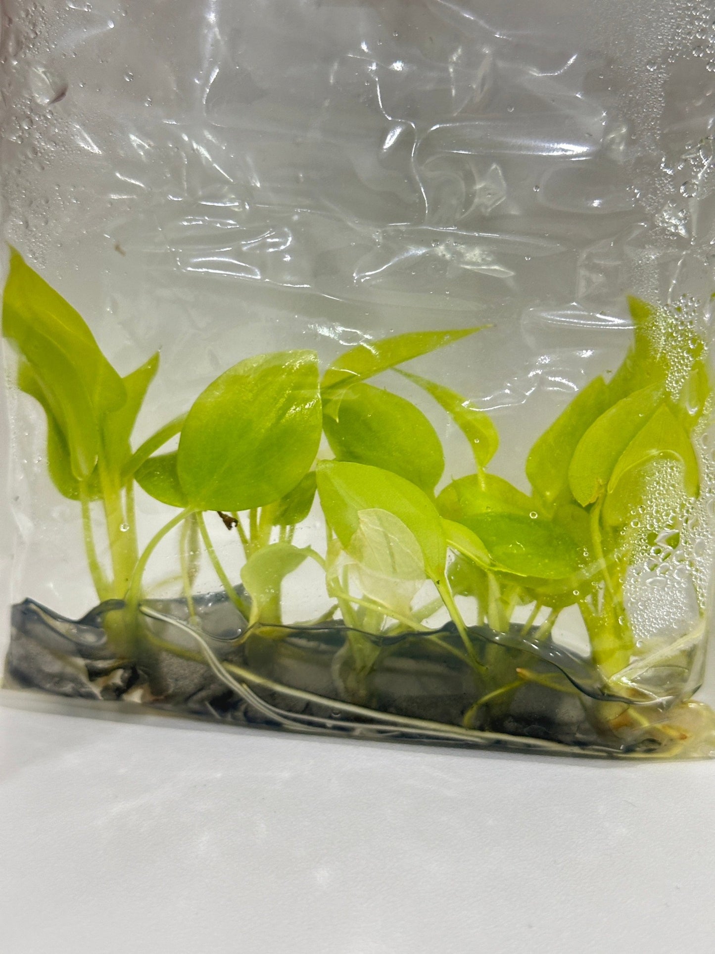 Philodendron Bipinnatifidum (Selloum Gold) Tissue Culture Plants 5 PCS.