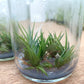 Tillandsia Bulbosa Tissue Culture Plants 10 PCS.