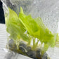 Philodendron Bipinnatifidum (Selloum Gold) Tissue Culture Plants 5 PCS.
