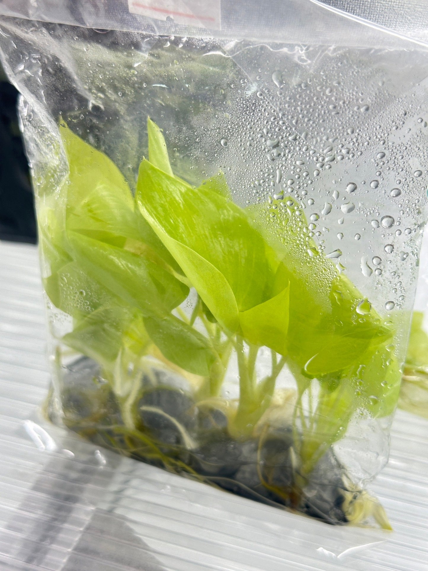 Philodendron Bipinnatifidum (Selloum Gold) Tissue Culture Plants 5 PCS.