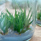 Tillandsia Bulbosa Tissue Culture Plants 10 PCS.