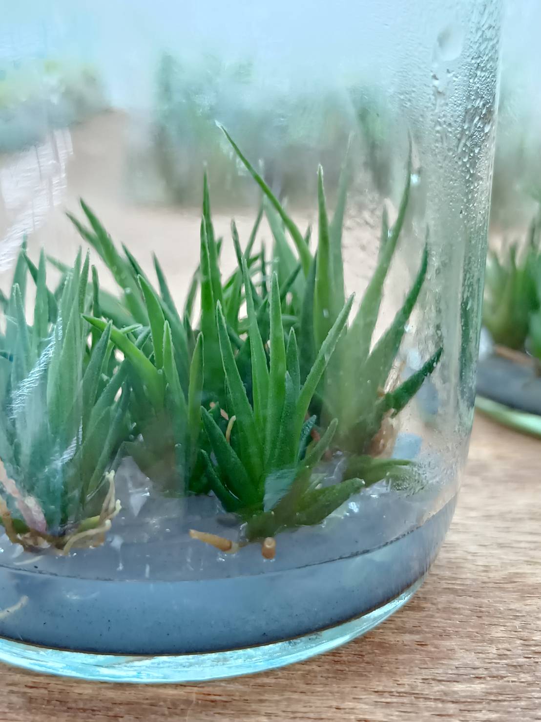 Tillandsia Bulbosa Tissue Culture Plants 10 PCS.