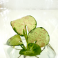 Syngonium Milk Confetti Tissue Culture Plants 10 PCS