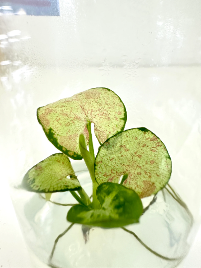 Syngonium Milk Confetti Tissue Culture Plants 10 PCS