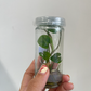 Syngonium Podophyllum Tissue Culture Plant 1 PCS.