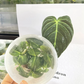 Philodendron Melanochrysum Tissue Culture Plants 10 PCS.