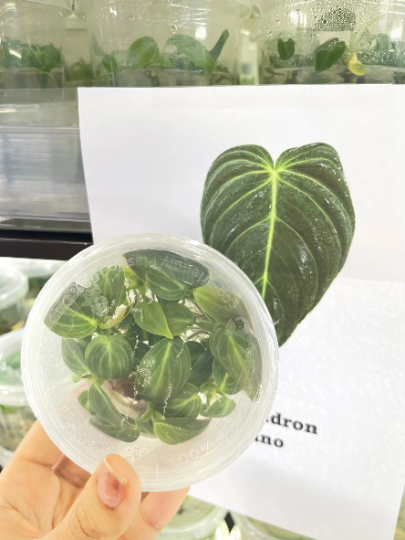 Philodendron Melanochrysum Tissue Culture Plants 10 PCS.