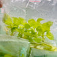 Philodendron Bipinnatifidum (Selloum Gold) Tissue Culture Plants 5 PCS.