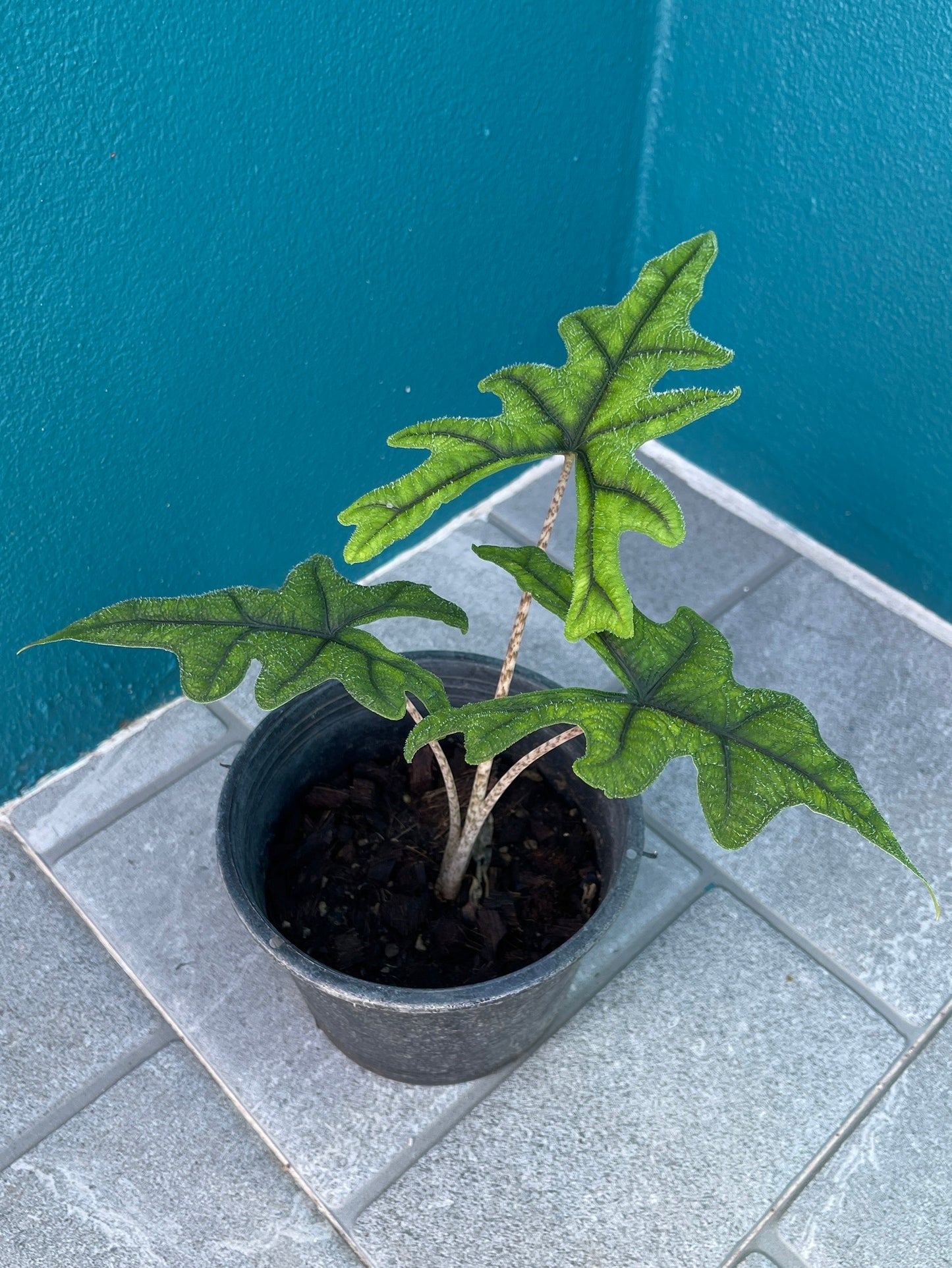 Alocasia Jacklyn Tissue Culture Plants 10 PCS.