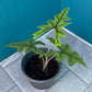 Tillandsia Bulbosa Tissue Culture Plants 10 PCS.