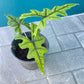 Alocasia Jacklyn Tissue Culture Plants 10 PCS.