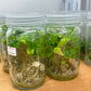 Tillandsia Bulbosa Tissue Culture Plants 10 PCS.