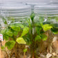 Alocasia Jacklyn Tissue Culture Plants 10 PCS.