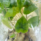 Tillandsia Bulbosa Tissue Culture Plants 10 PCS.