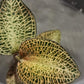 Jewel Orchid Anoectochilus Roxburghii (Sparkly) Tissue Culture Plants 10 PCS.