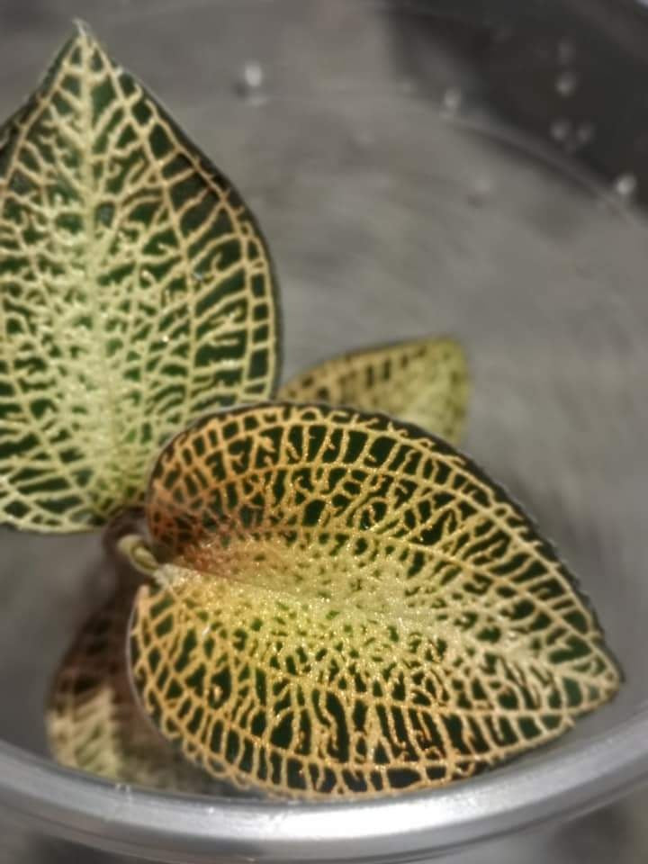 Jewel Orchid Anoectochilus Roxburghii (Sparkly) Tissue Culture Plants 10 PCS.