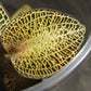 Jewel Orchid Anoectochilus Roxburghii (Sparkly) Tissue Culture Plants 10 PCS.