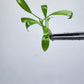 Philodendron Bernardopazii Tissue Culture Plants 3 PCS