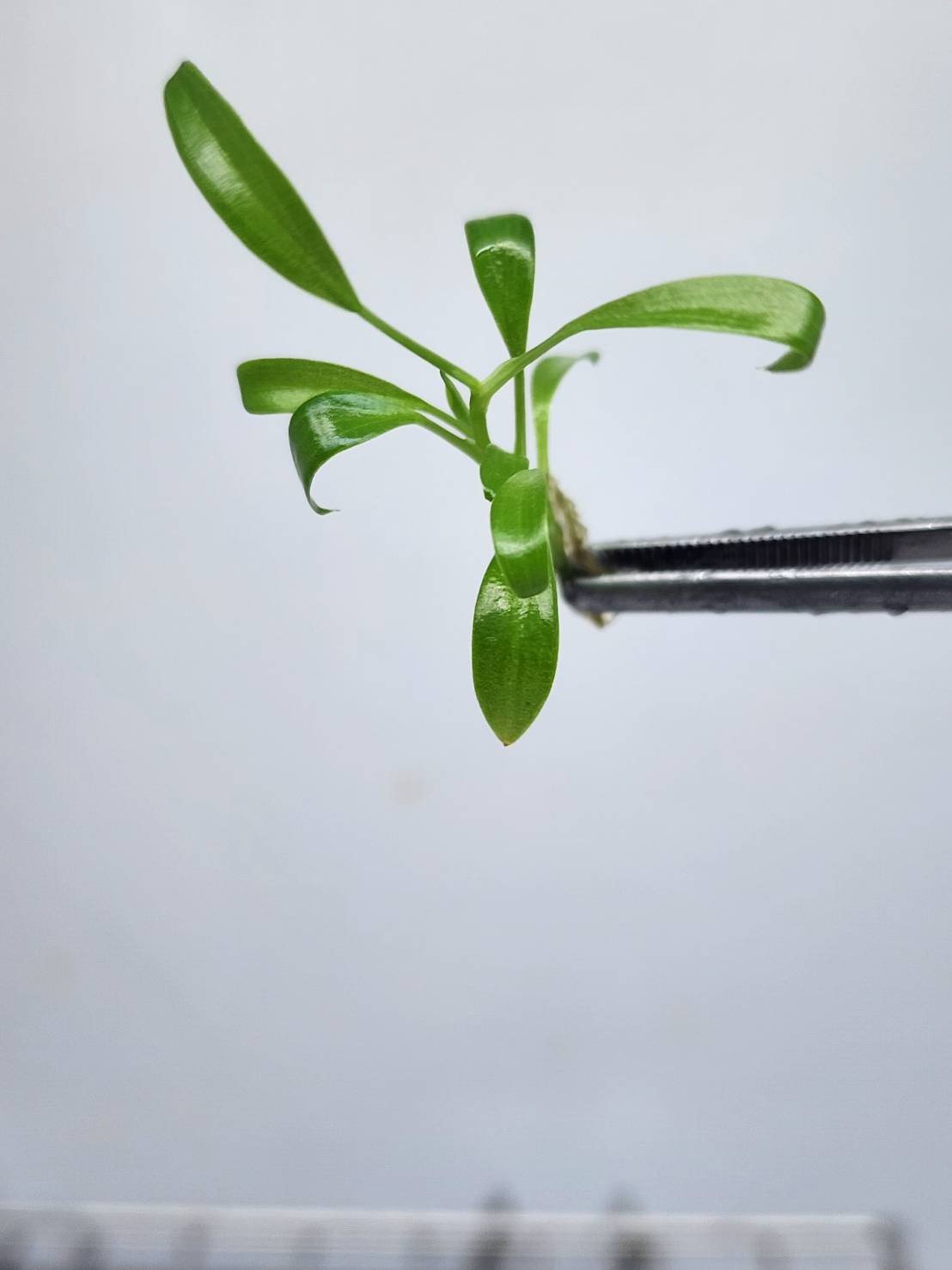 Philodendron Bernardopazii Tissue Culture Plants 3 PCS