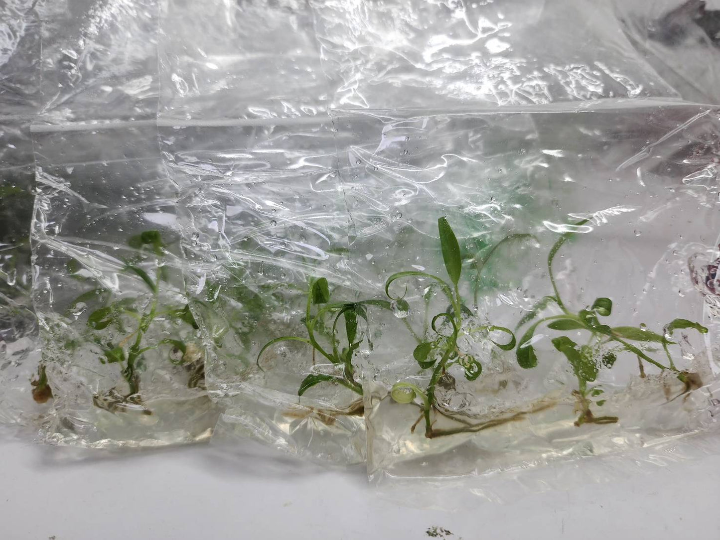 Philodendron Bernardopazii Tissue Culture Plants 3 PCS