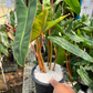 Philodendron Billietiae Mature Plant 1 PCS.