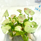 Syngonium Milk Confetti Tissue Culture Plants 10 PCS