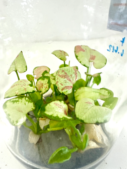 Syngonium Milk Confetti Tissue Culture Plants 10 PCS