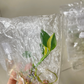 Epipremnum Amplissimum Variagated Tissue Culture Plant 1 PCS.