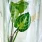 Syngonium Batik Tissue Culture Plant 1 PCS.