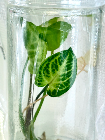 Syngonium Batik Tissue Culture Plant 1 PCS.