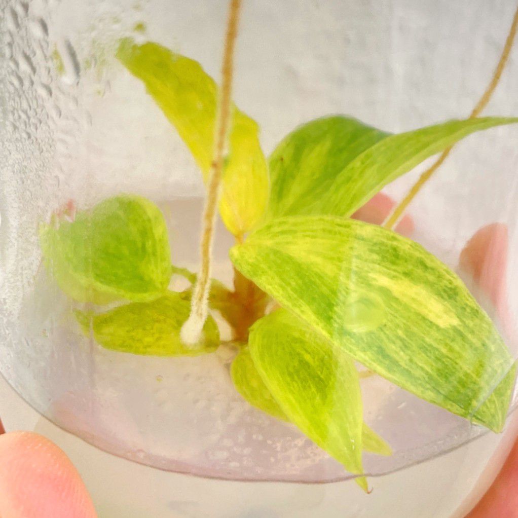 Philodendron Painted Lady Tissue Culture Plants 1 PCS.