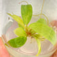 Philodendron Painted Lady Tissue Culture Plants 1 PCS.