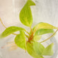 Philodendron Painted Lady Tissue Culture Plants 1 PCS.