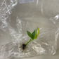 Epipremnum Amplissimum Variagated Tissue Culture Plant 1 PCS.