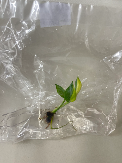 Epipremnum Amplissimum Variagated Tissue Culture Plant 1 PCS.