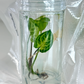 Syngonium Batik Tissue Culture Plant 1 PCS.