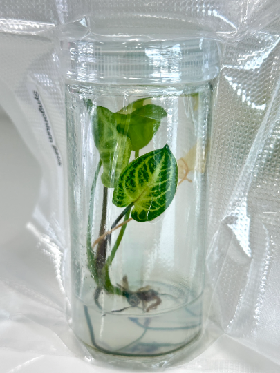 Syngonium Batik Tissue Culture Plant 1 PCS.