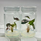 Alocasia Bambino Pink Variegated Tissue Culture Plant 1 PCS.