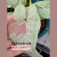 Syngonium Milk Confetti Tissue Culture Plants 10 PCS