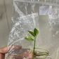 Epipremnum Amplissimum Variagated Tissue Culture Plant 1 PCS.