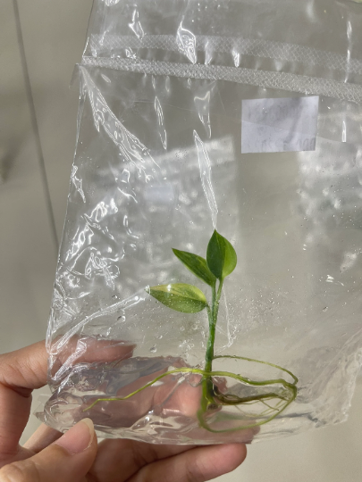 Epipremnum Amplissimum Variagated Tissue Culture Plant 1 PCS.