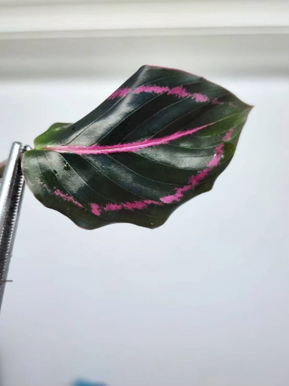 Calathea Roseopicta Eclipse Tissue Culture Plant 1 PCS.