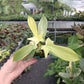 Philodendron Florida Ghost Tissue Culture Plants 10 PCS.