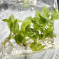 Philodendron Paraiso Tissue Culture Plants 10 PCS