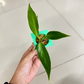 Philodendron Spiritus Sancti Mature Plant 1 PCS.