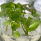 Syngonium Pink Salmon Tissue Culture Plants 10 PCS