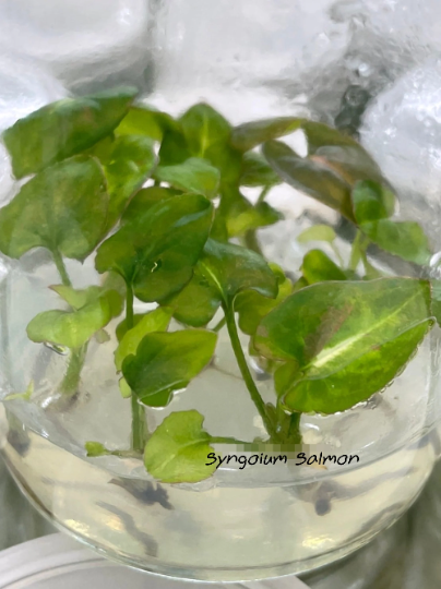 Syngonium Pink Salmon Tissue Culture Plants 10 PCS